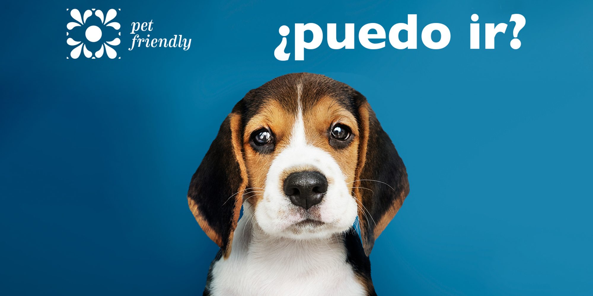 apartamentos_mascotas_playa_gandia