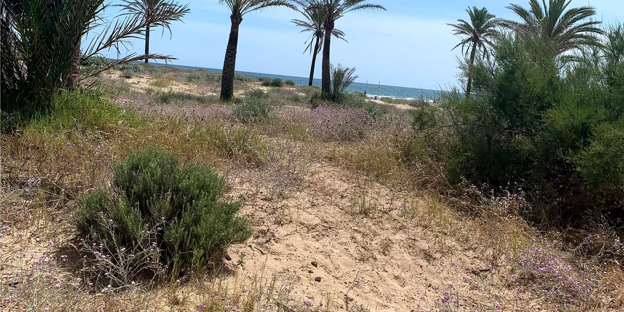 dunas-playa-gandia-lauir duna de la playa de gandia