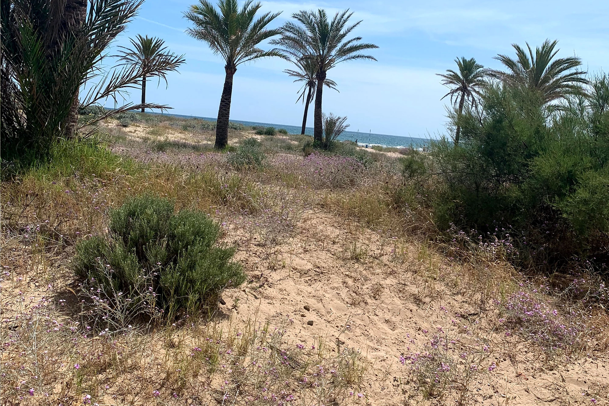 duna de la playa de gandia